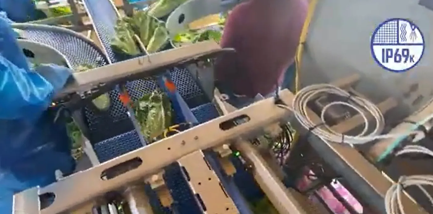 A produce line with narrow stainless and blue modular-belt conveyors carrying leafy greens, marked IP69K